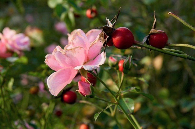 Rose and Rose Hips - What Are Rose Hips and How to Eat Them
