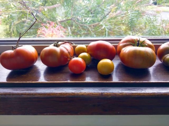 Tomatoes Ripening on a Windowsill - How to Ripen Tomatoes Indoors