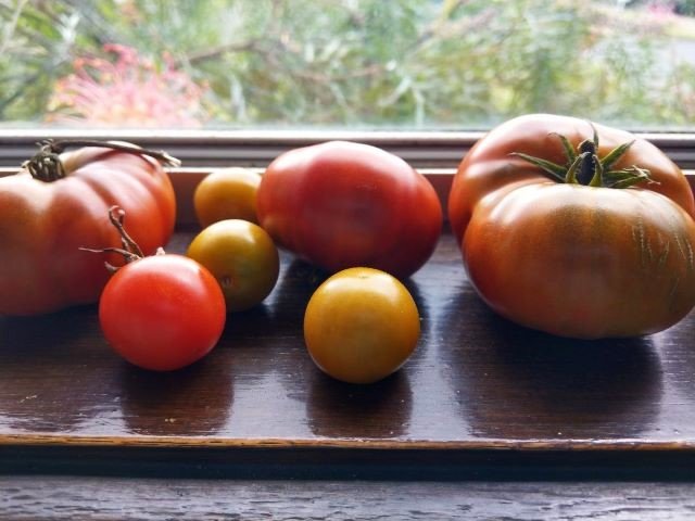 Tomatoes on the Windowsill Ripening - How to Ripen Tomatoes Indoors
