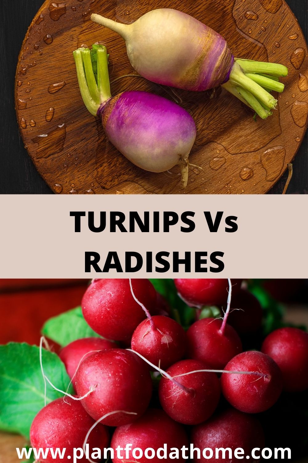 Turnips Vs Radishes - What is the Difference