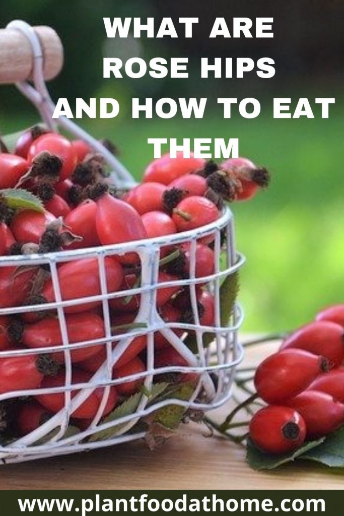What are Rose Hips and How to Eat Them