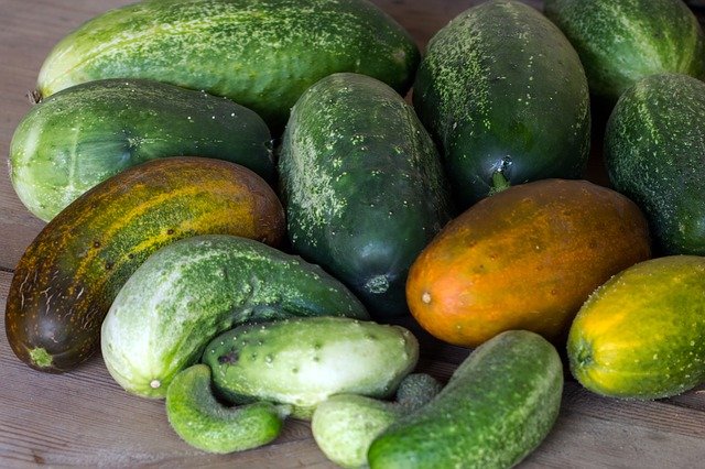 Yellow Cucumbers - Reasons Why Your Cucumbers Are Turning Yellow