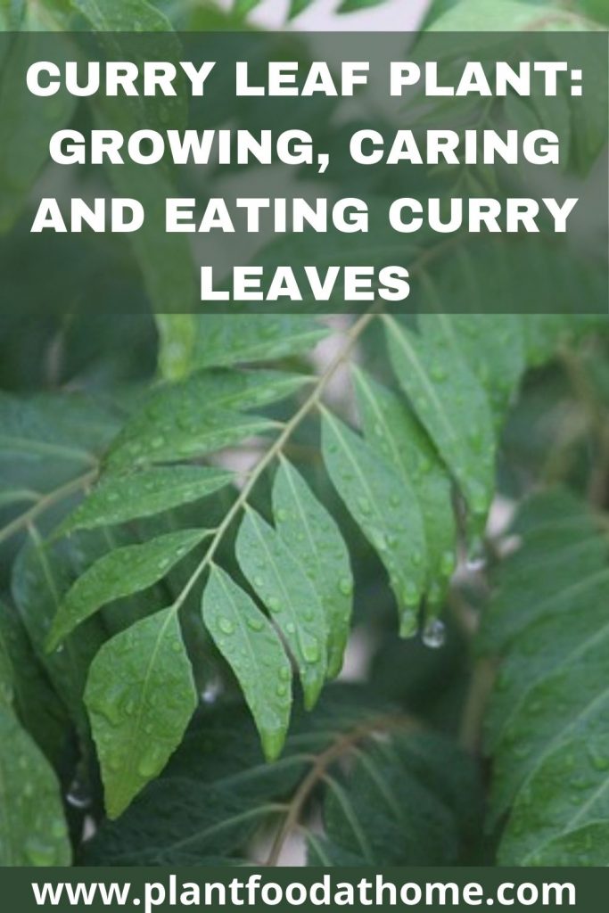 Curry Leaf Plant - Growing Caring and Eating Curry Leaves