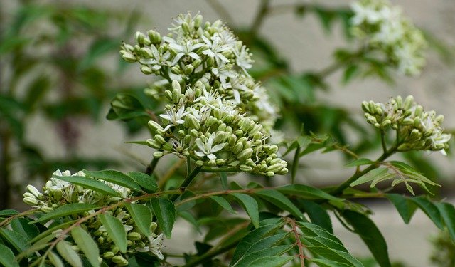 Curry Leaf Plant in Flower - How to Grow a Curry Tree