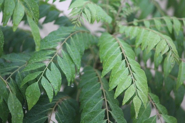 Curry Tree Leaves - How to Grow a Curry Tree