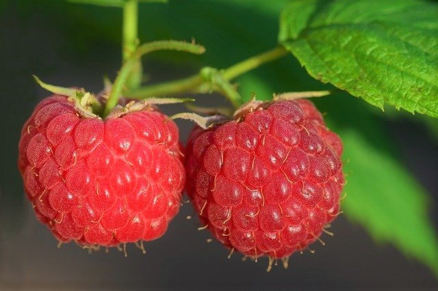 How to Grow Raspberries From Seeds