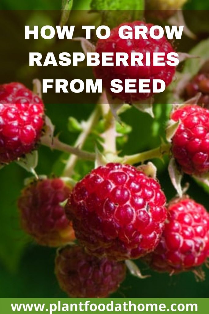 How to Grow Raspberries from Seeds at Home
