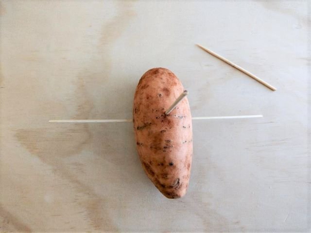 How to Grow Sweet Potato Slips in Water - Inserting Toothpicks