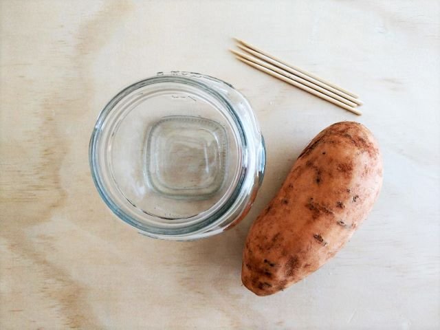 How to Grow Sweet Potato Slips in Water - Supplies Needed