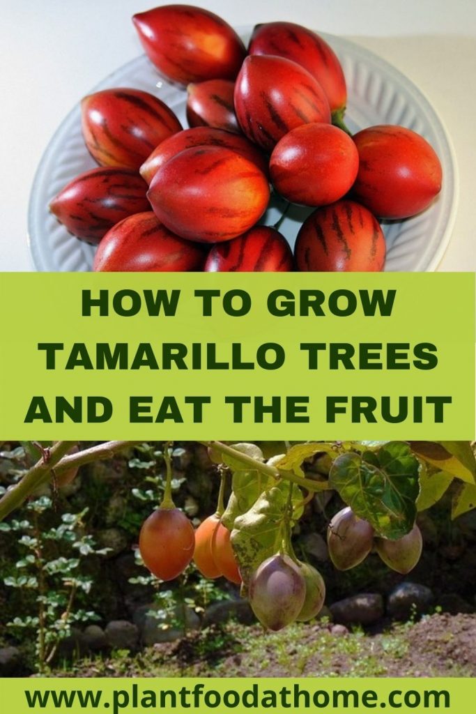 How to Grow Tamarillo Trees and Eat the Fruit