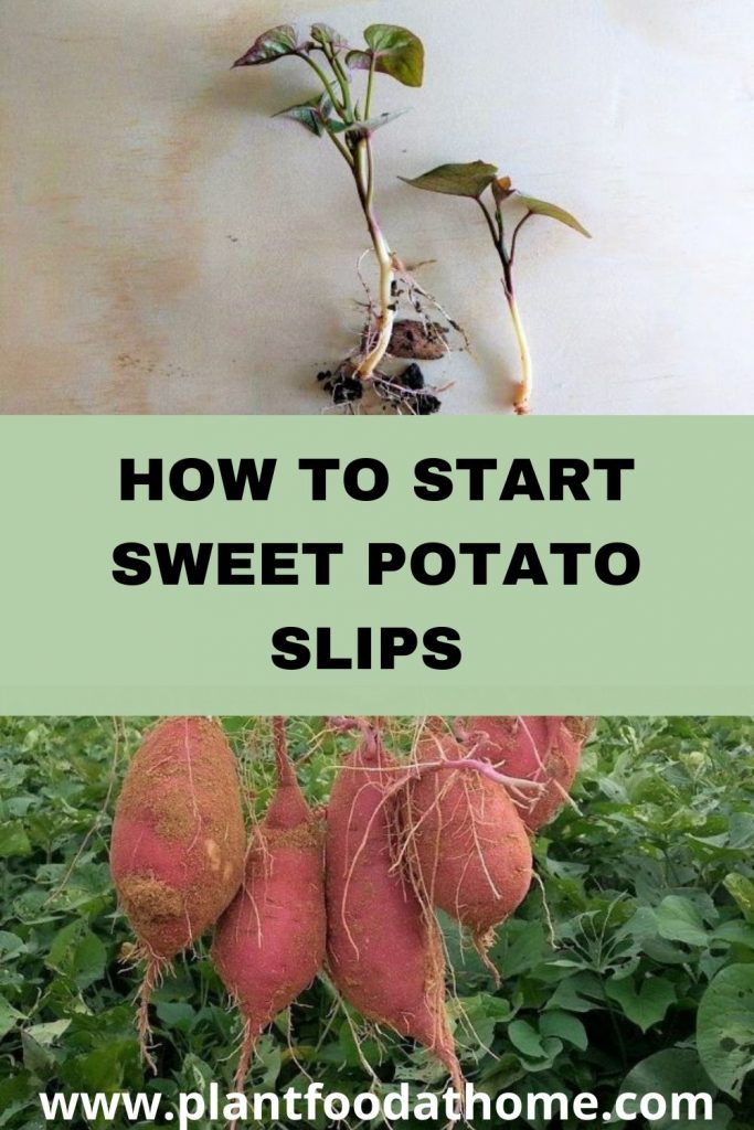 How to Start Sweet Potato Slips