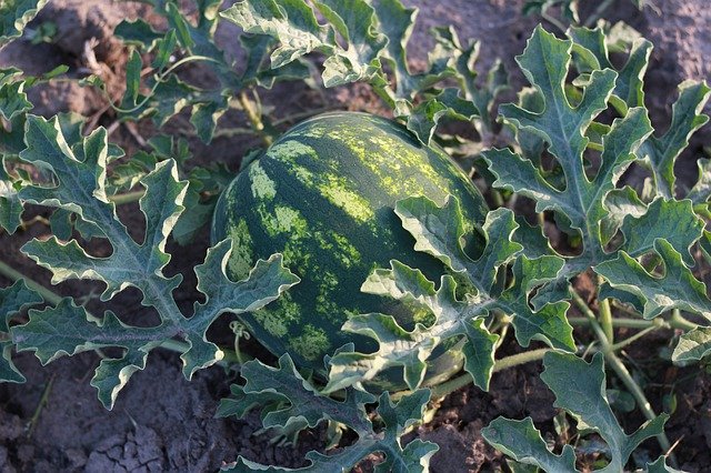 How to grow watermelon, planting caring and harvesting