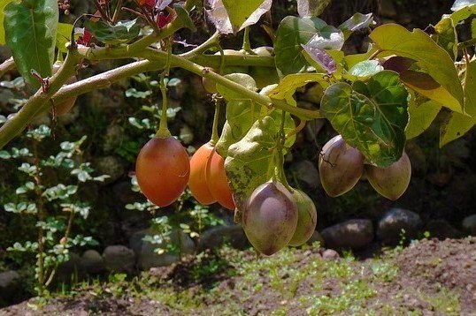 Orange Tamarillo Fruit - How to Grow Tamarillo Trees