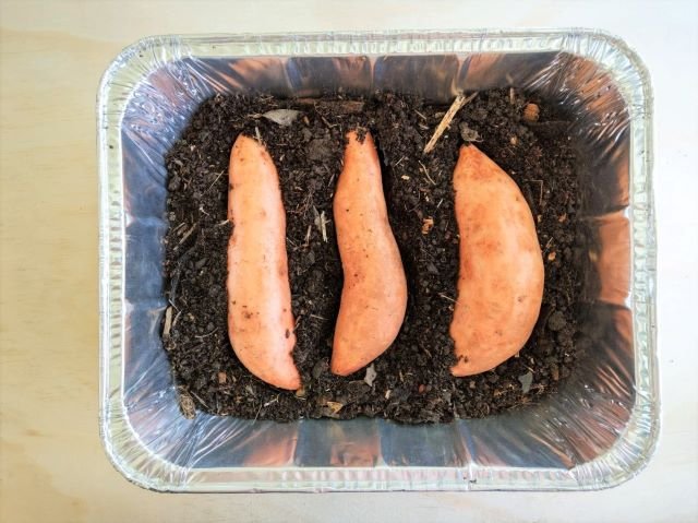 Planting Sweet Potatoes for Growing Slips