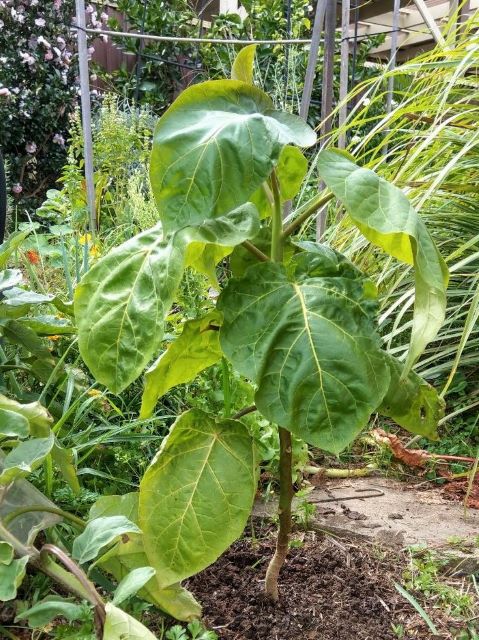 Tamarillo Transplanted to the Ground - How to Grow Tamarillo Tree Tomato