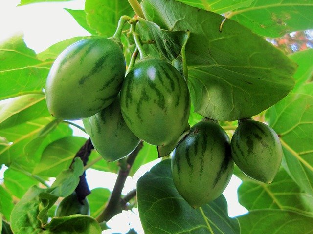Unripe Tamarillo Fruit Growing on the Tree - How to Grow Tamarillo Tree Tomatoes