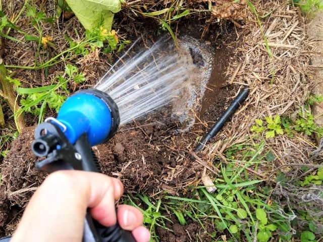 Watering the Newly Dug Hole for Planting Tamarillo Tree Tomato