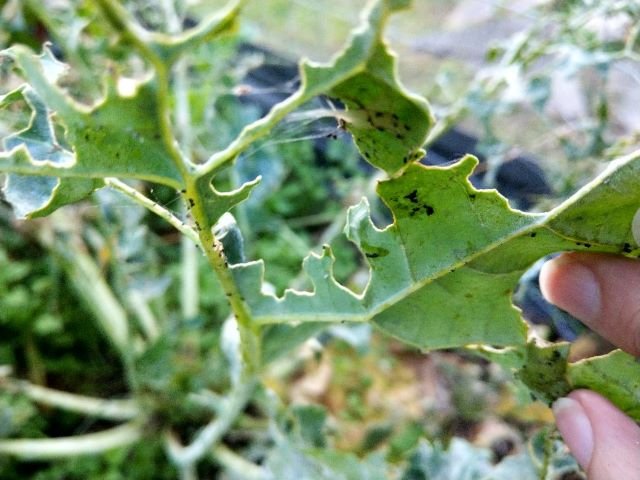 Cabbage Worm Damage to Kale Plant