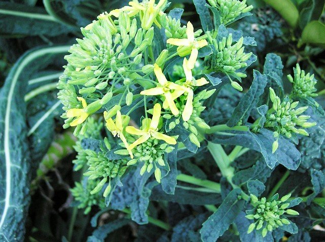 Flowering Kale - How to Grow Kale