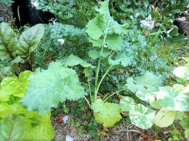 Growing Kale - Planting, Caring and Harvesting Kale