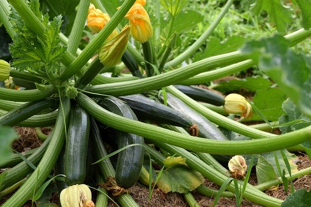 Growing Zucchini - Planting, Caring and Harvesting Zucchini