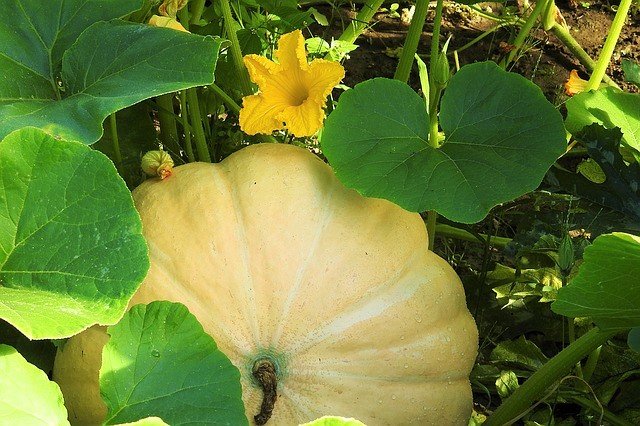How Long Does It Take To Grow Pumpkins