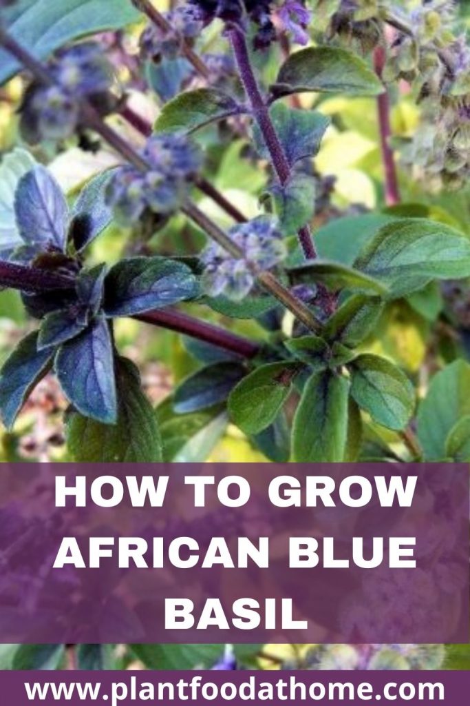 How to Grow African Blue Basil Plant