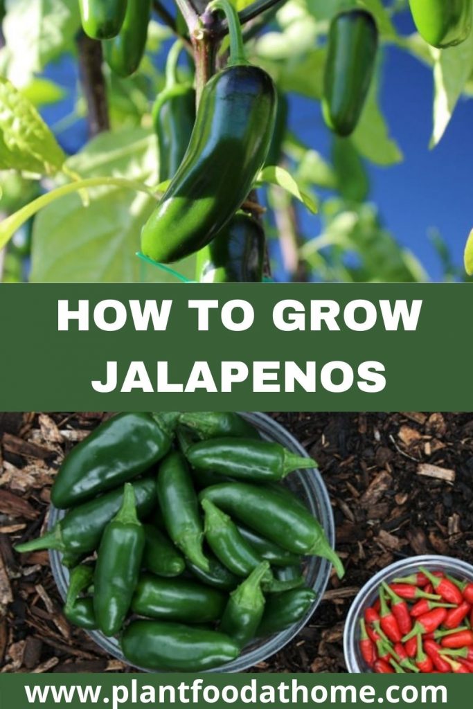 How to Grow Jalapenos