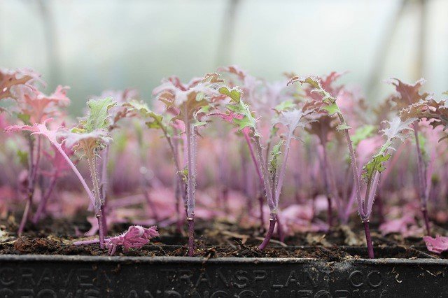 Kale Seedlings - How to Grow Kale from Seed