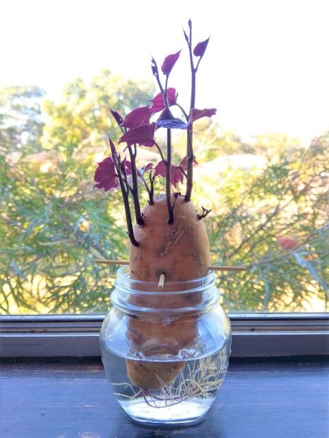 Sweet Potato Slips Growing in Water - this shows 8 weeks of growth