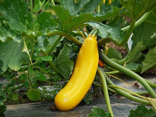 Yellow Zucchini - How to Grow Zucchini