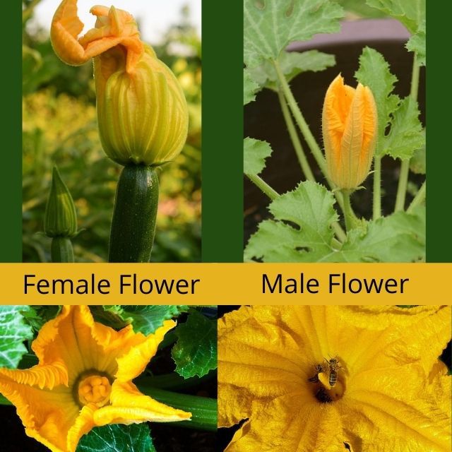 Zucchini Flower Identification Male and Female
