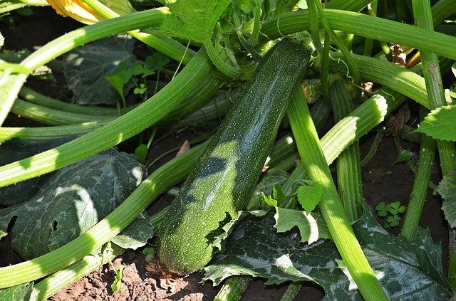Zucchini Plant Disease and How to Fix Them - zucchini growing problems