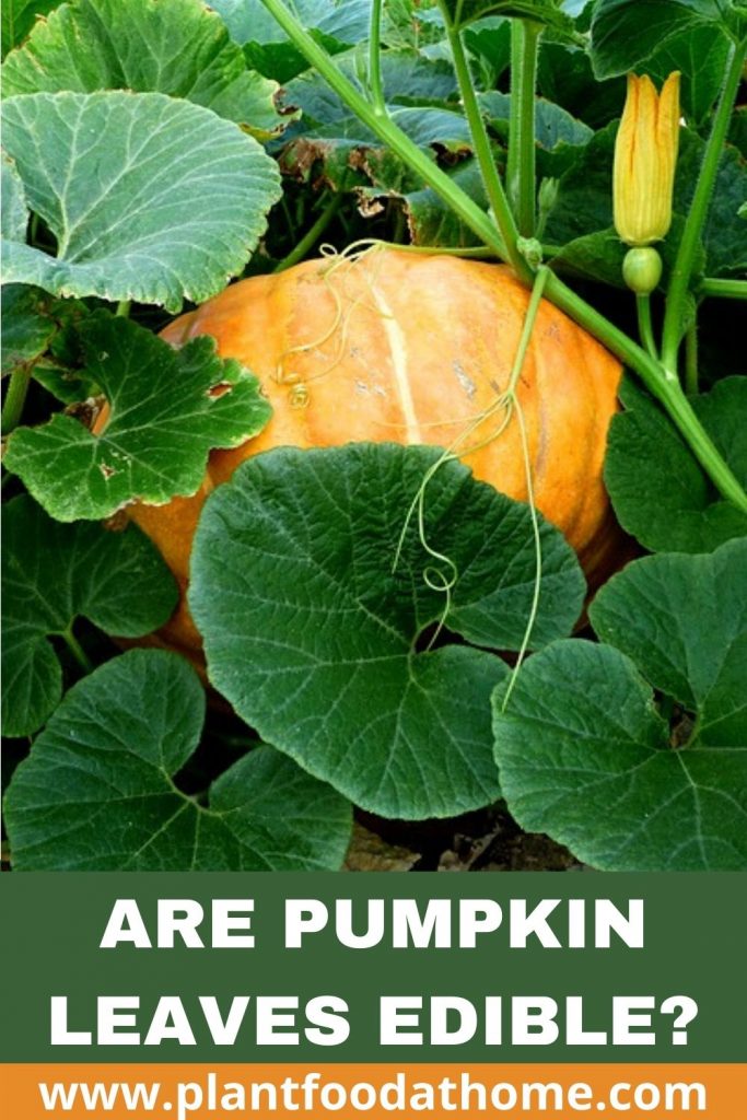 Are Pumpkin Leaves Edible and How to Eat Them