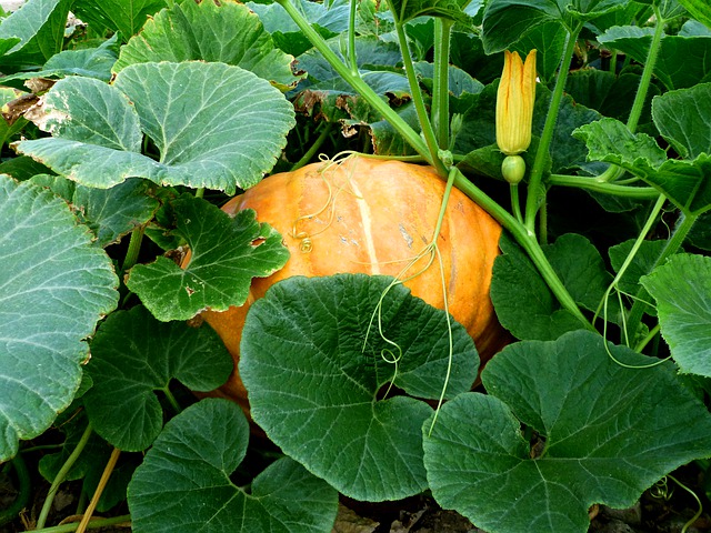 Are Pumpkin Leaves Edible (and how to eat pumpkin leaves)