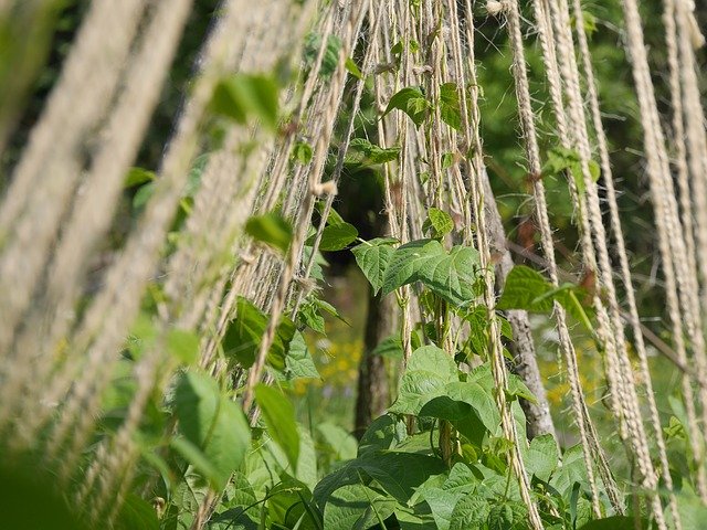 Beans Growing on a Trellis - How to Grow Beans