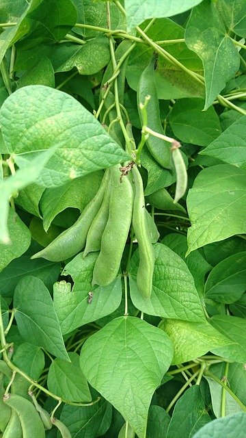 Beans Growing on the Vine - How to Grow Beans