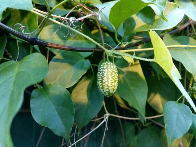 Cucamelon growing on another vine - How to Grow Cucamelons