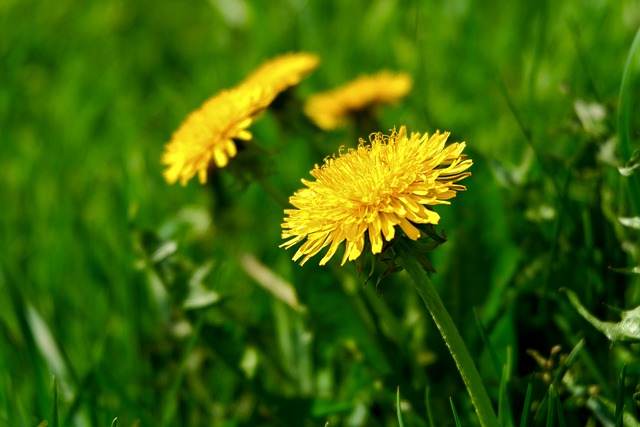 Dandelion Flower - Tips For Eating Dandelion Greens, Flowers, and Roots