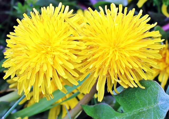 Dandelion Flowers - Tips For Eating Dandelion Greens, Flowers, and Roots
