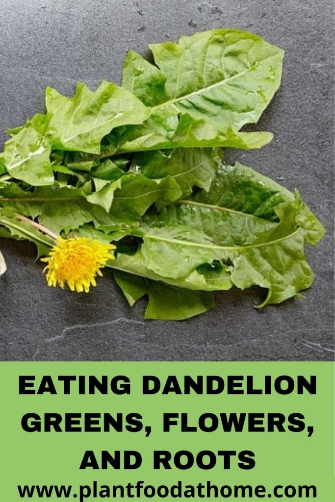 Eating Dandelion Greens, Flowers, Roots