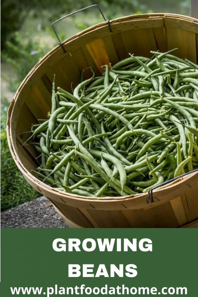 Growing Beans - Planting, Caring and Harvesting Beans at Home