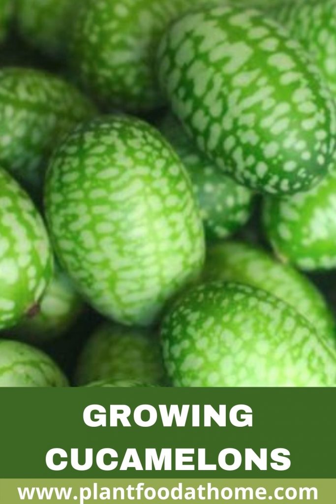 Growing Cucamelons - Mouse Melons