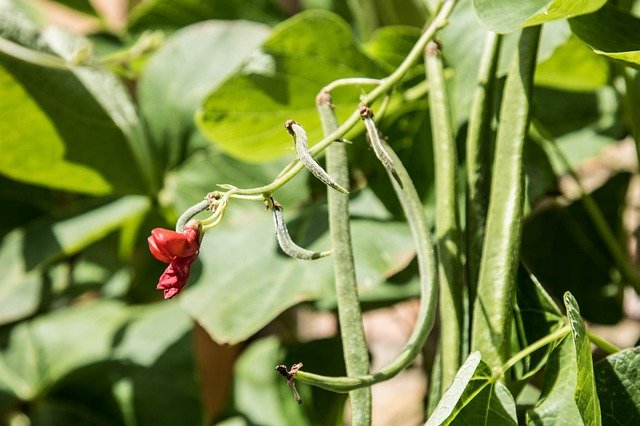 Growing Green Beans - How to Grow Beans