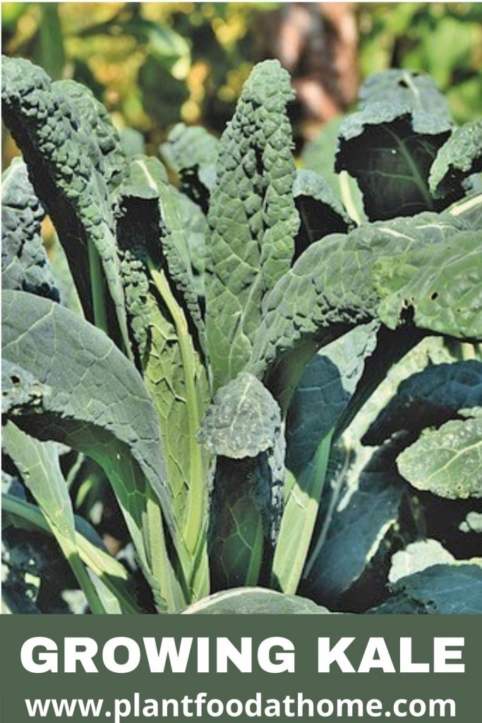 Growing Kale - Planting, Caring and Harvesting Kale at Home