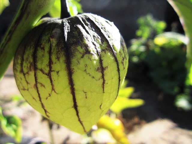 Growing and Eating Tomatillos