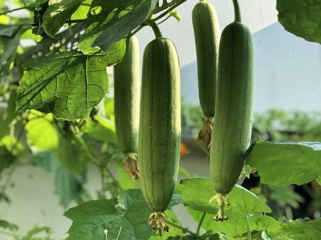 How to Grow Luffa Gourds for Loofah Sponges