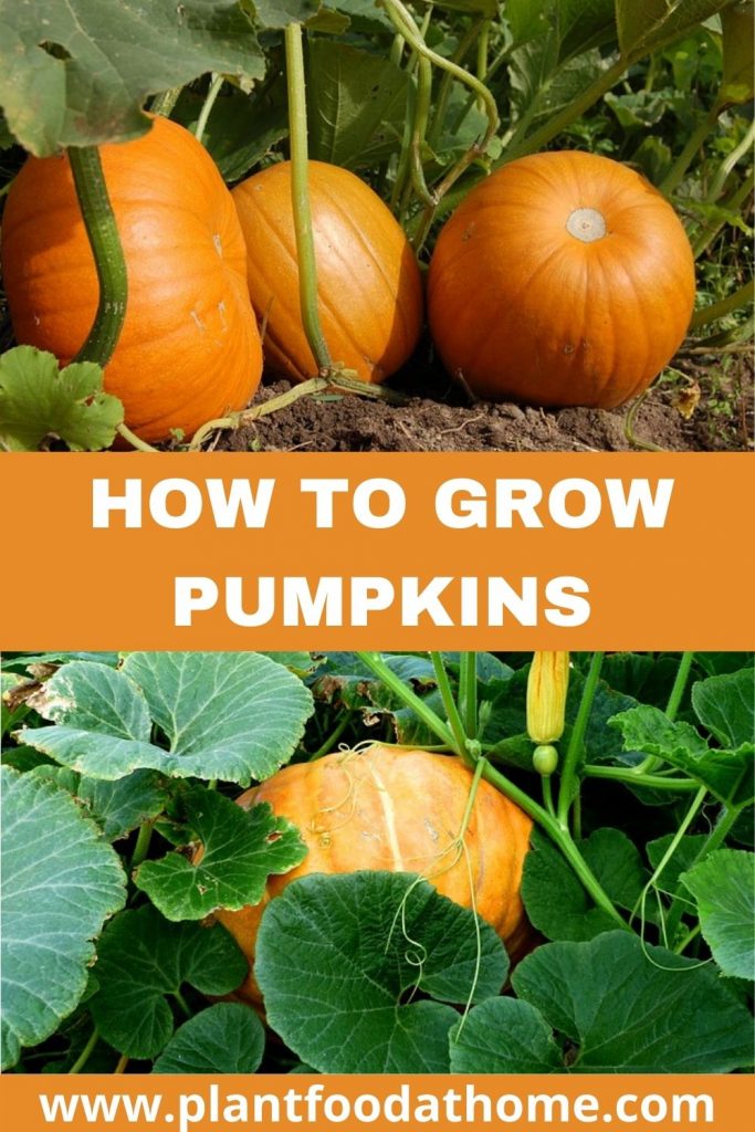 How to Grow Pumpkins at Home