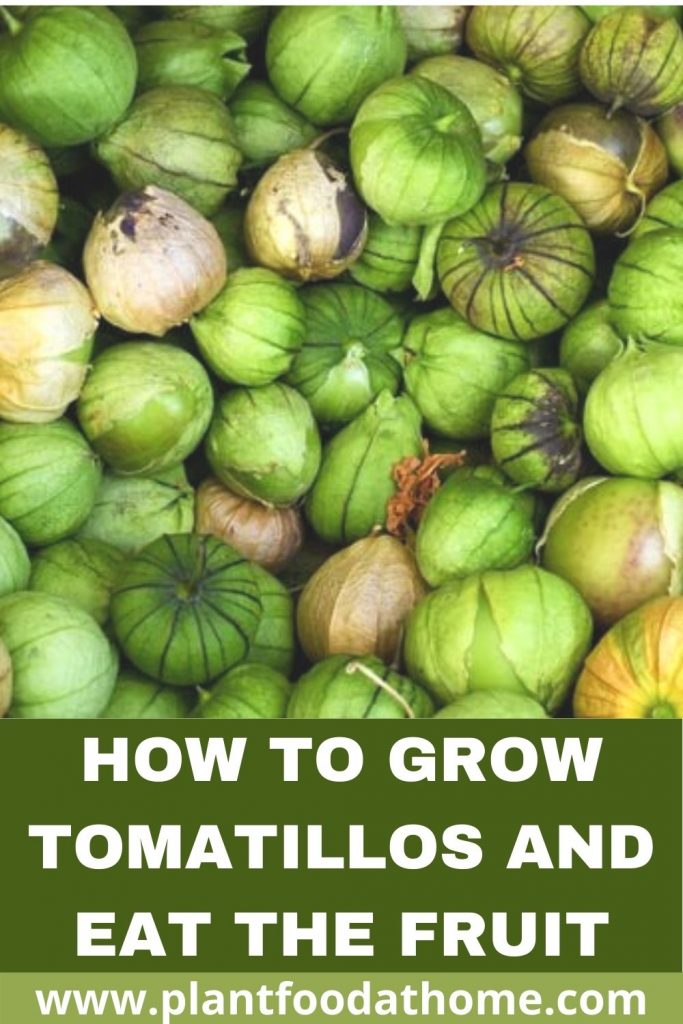 How to Grow Tomatillos and Eat the Fruit