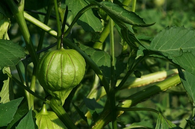 How to Grow Tomatillos and How to Eat Them